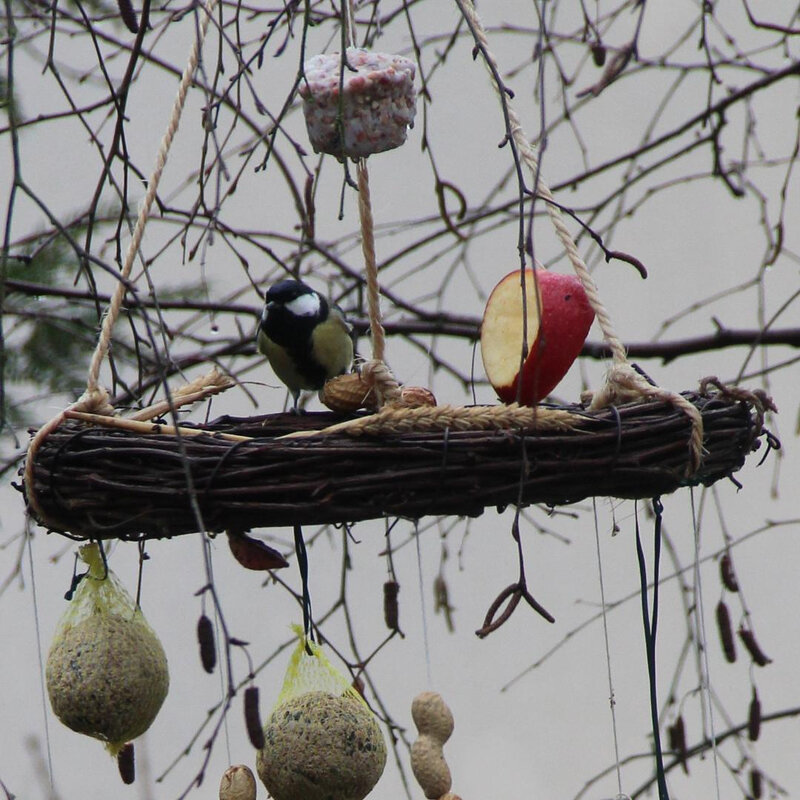 DES RECETTES, MAIS PAS POUR NOUS ! NOURRIR LES OISEAUX EN HIVER.