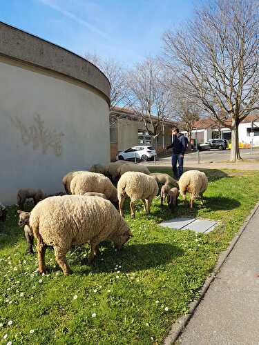 Rando-mouton dans les mont d'or (69)