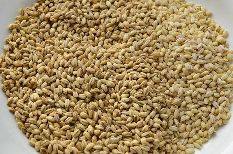 Grains d’orge perlé et d’orge mondé