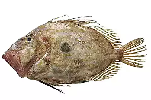 Saint-Pierre : l’essentiel pour cuisiner ce poisson