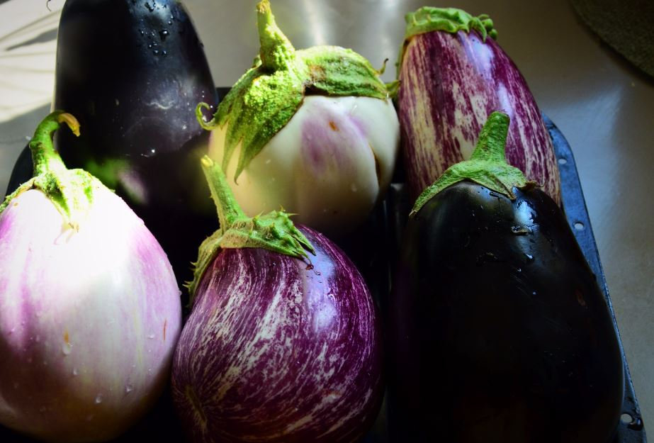 Zoom sur ... l'aubergine