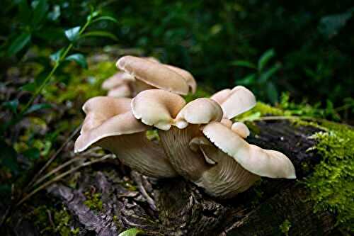 Zoom sur ... le Pleurote : Un Champignon aux Multiples Vertus