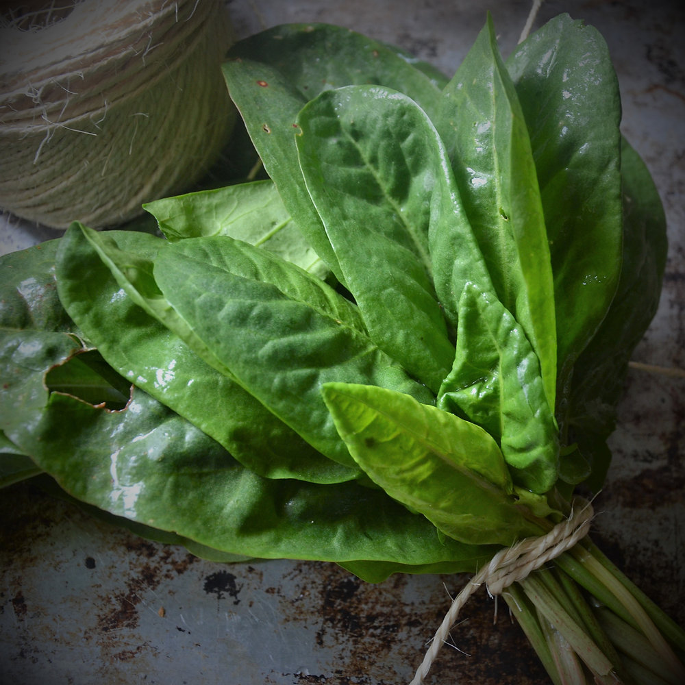Zoom sur ... L'oseille : une plante acidulée et vivace, au service de votre santé et votre jardin