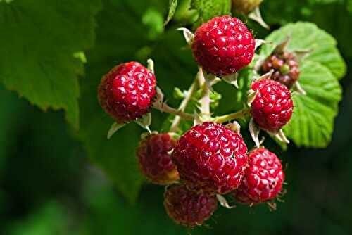 Zoom sur ... La Framboise : un petit fruit rouge aux grandes qualités