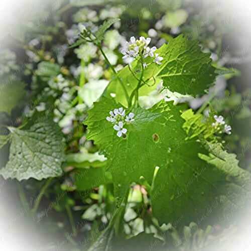 Alliaire : la petite sauvageonne au parfum d’ail qui illumine le jardin