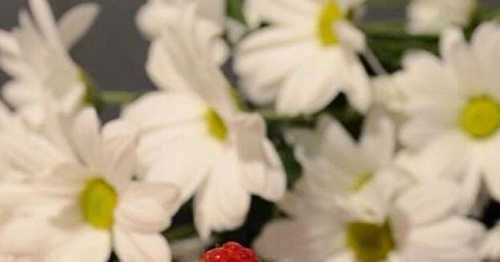 Mini charlotte amandes-framboises