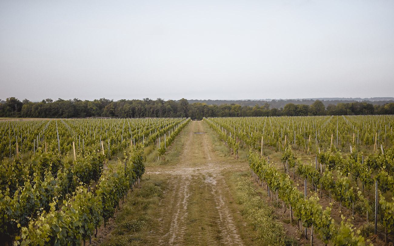 Domaine La Bouche du Roi (Vins IGP Île de France)