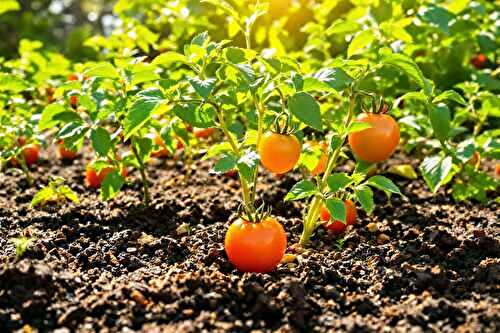 Marc de café au pied des tomates : vrai bon plan ou légende ?