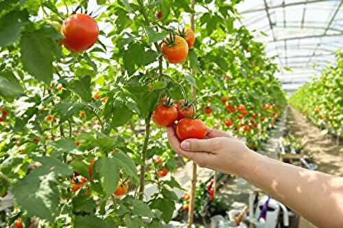 L’incroyable voyage de la tomate avant d’arriver dans nos assiettes