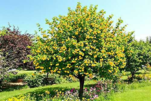 Mes astuces pour réussir la culture du mirabellier (même dans un petit jardin)