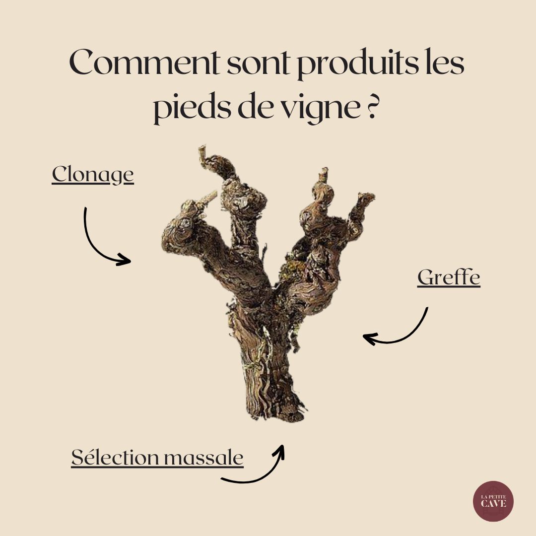 🍇 D’où viennent les pieds d’une parcelle de vignes ?