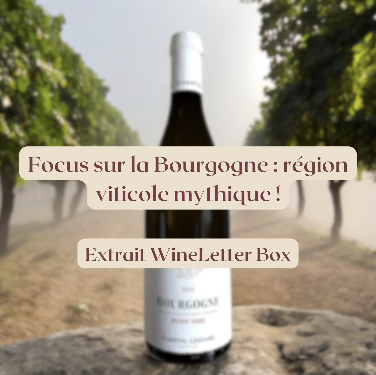 🍷 Pépite de Bourgogne : focus sur ce vignoble mythique