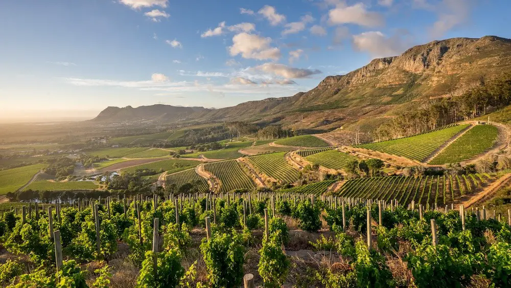 Constantia : 6 choses à savoir sur ces vins Sud-Africains