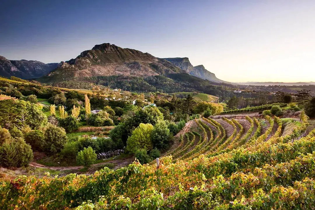 Vins d’ Afrique du Sud : 4 choses à connaitre