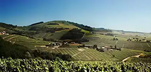 Beaujolais et cépage : le guide complet