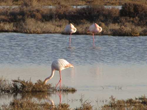 Les flamands sur les salins du midi