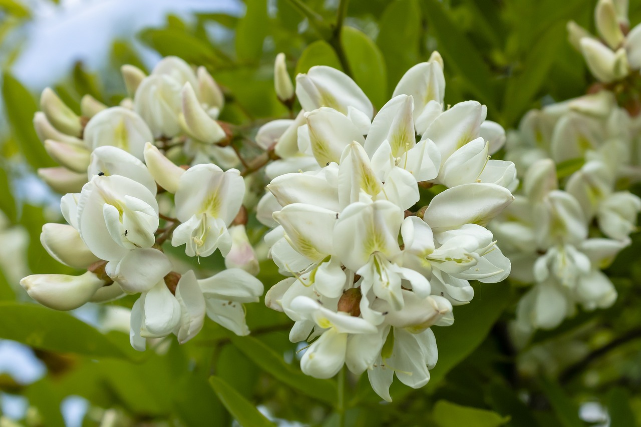 Sirop de fleurs