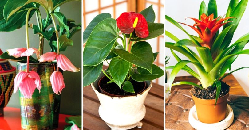 9 plantes d’intérieur qui fleurissent facilement à la maison : Recette Mixte