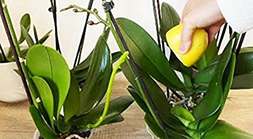 Orchidée : Conseils des fleuristes pour une floraison abondante et des feuilles brillantes et solides