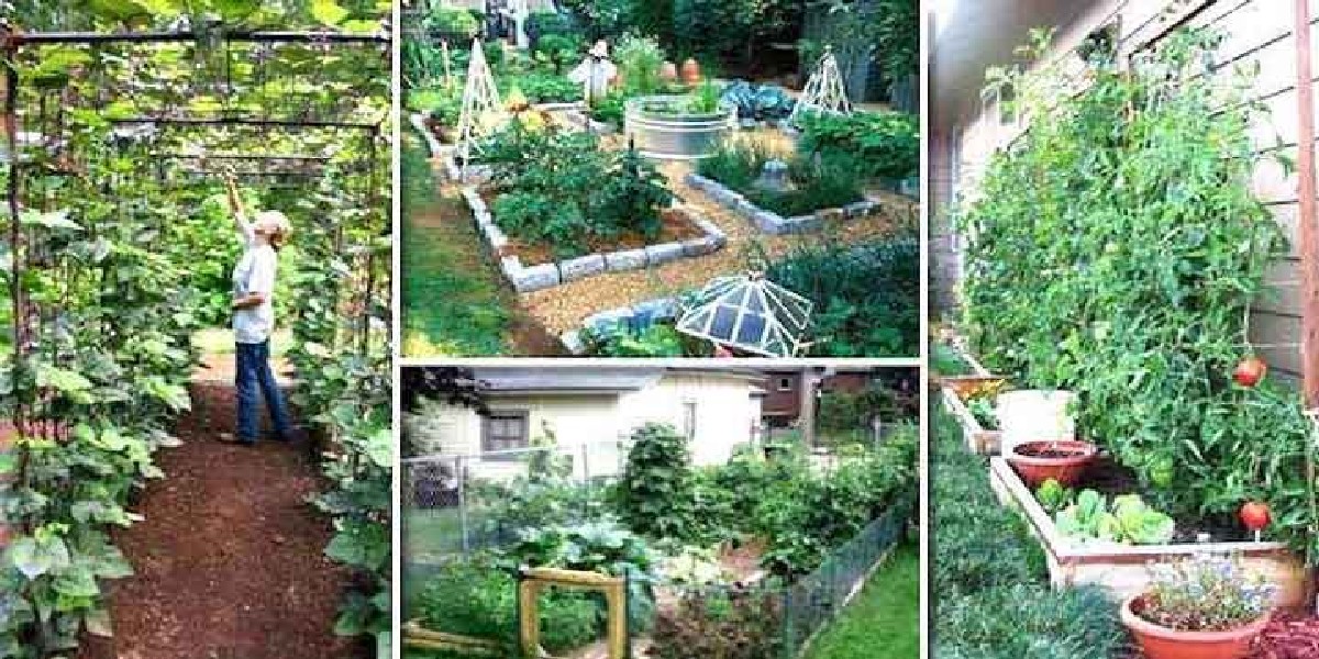 23 Astuces de Maraîcher Pour Réussir Son Premier Potager.