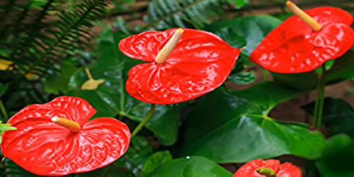 L’anthurium se couvrira de magnifiques fleurs grâce à cette astuce inédite