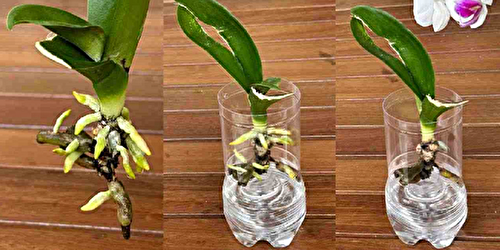 Le secret asiatique pour faire revivre rapidement l’orchidée avec des racines et des feuilles jeunes
