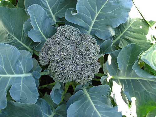 Légume de saison : le brocoli