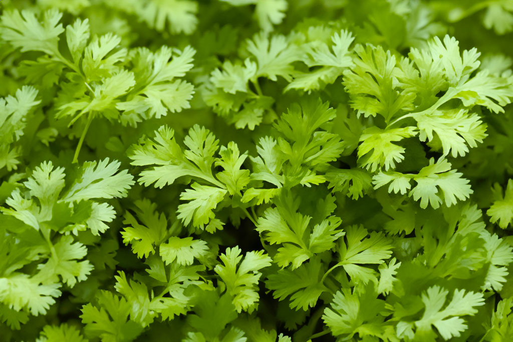 Les herbes aromatiques indispensables pour sublimer vos plats