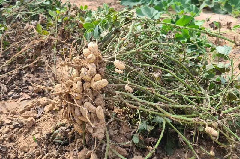 Comment poussent les cacahuètes en Thaïlande