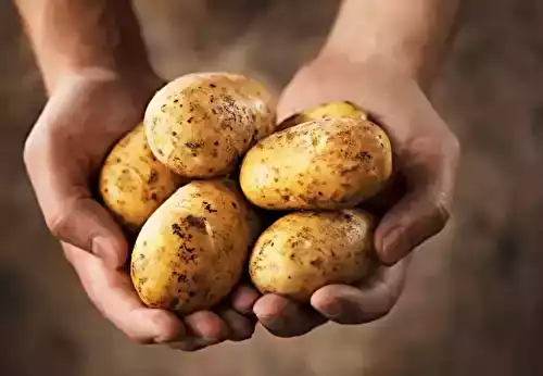 Les Variétés de Pommes de Terre  : Un Voyage au Cœur d’un Tubercule Universel